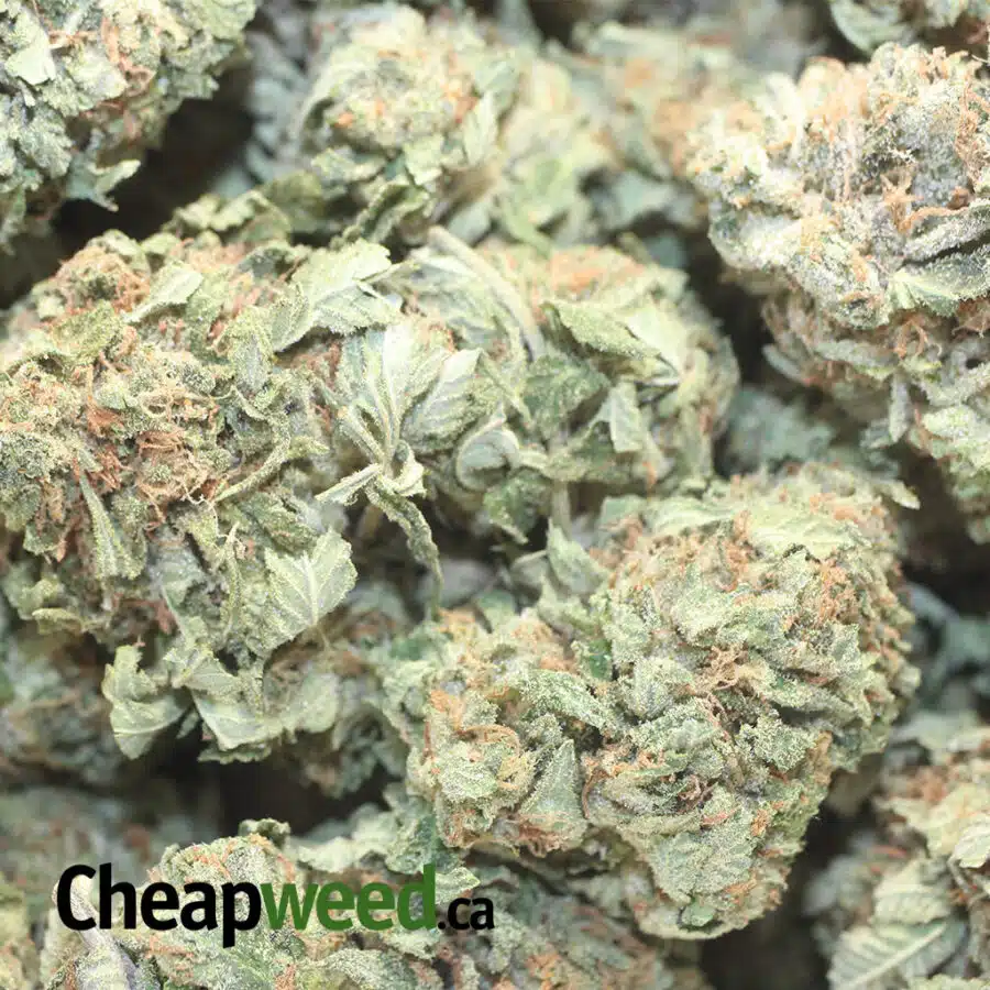 CLASSIC OG KUSH 1 I Classic OG Kush