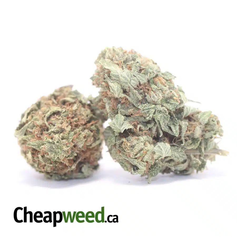 CLASSIC OG KUSH 3 I Classic OG Kush