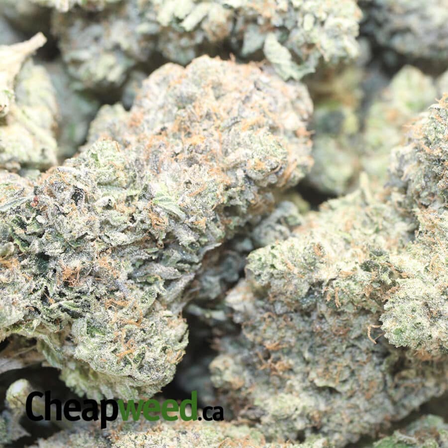 Comatose Pink AAAA - Image 3