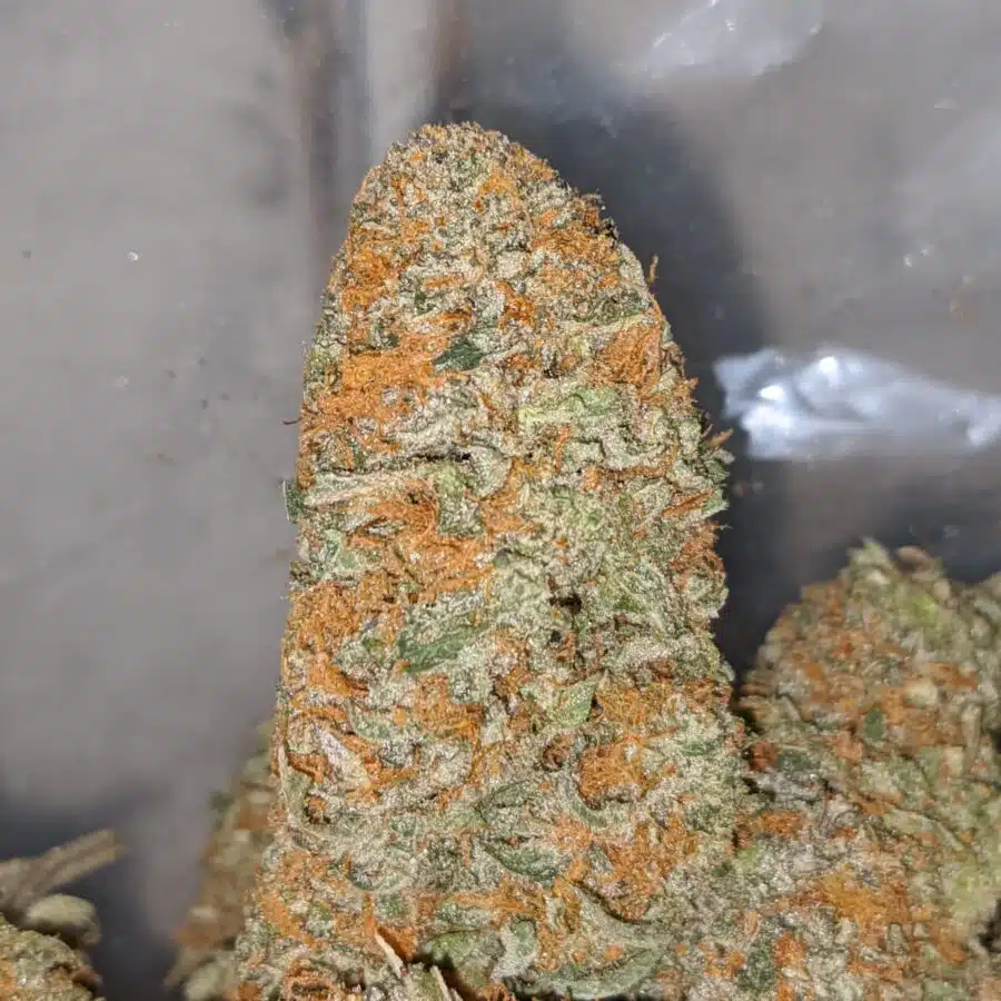 Alternative view of Cream Soda