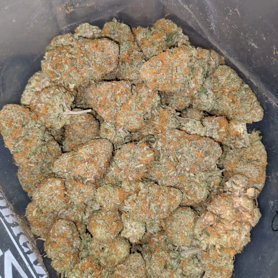 Cream Soda