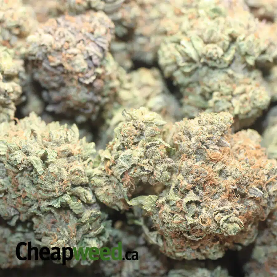 EMMA BUBBA KUSH 1 I Emma's Bubba Kush