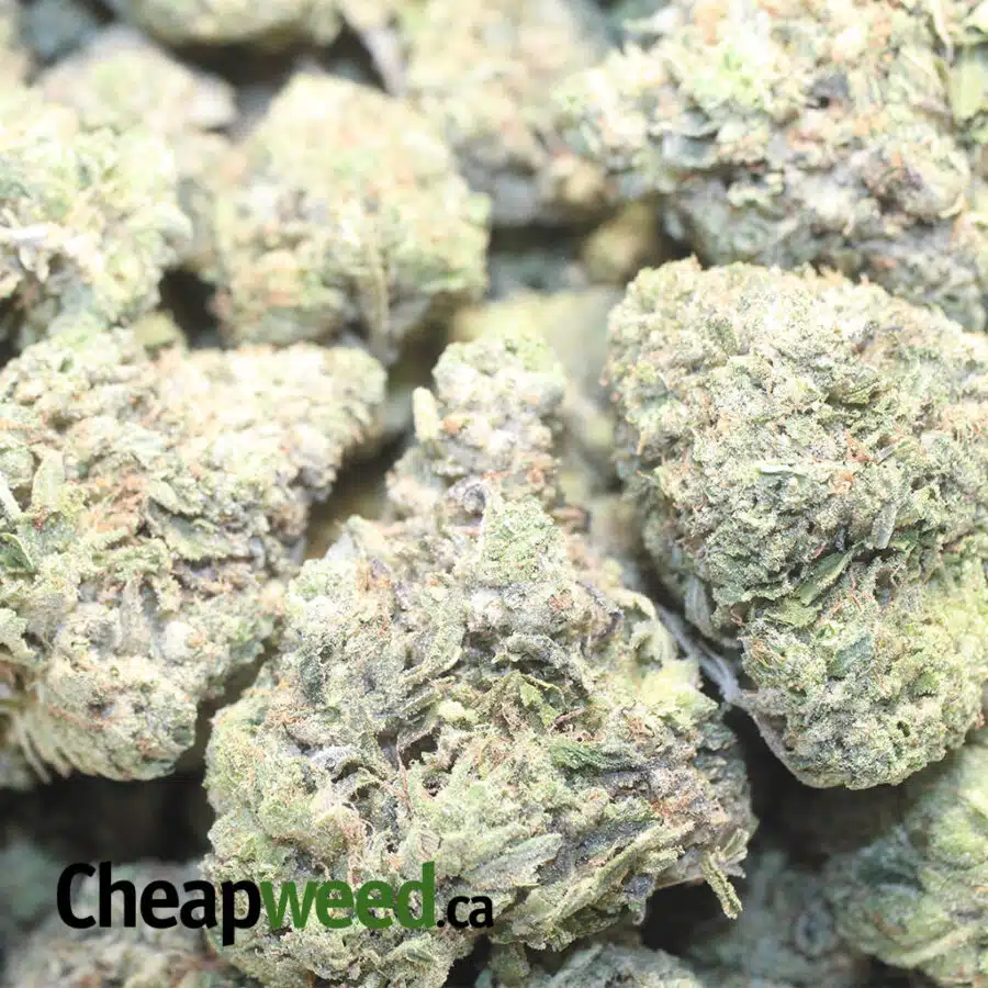 EMMA CHEMDAWG 1 I Emma's Chemdawg