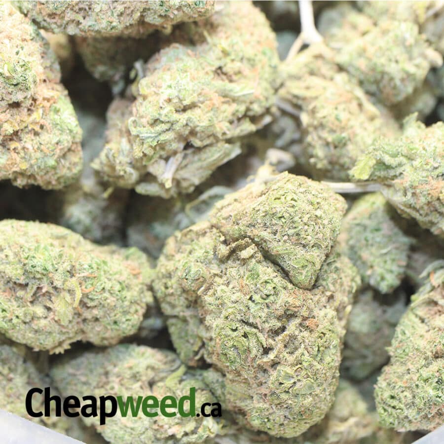 EMMA GSC 1 I Emma's Girl Scout Cookies