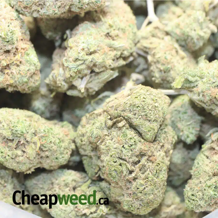 EMMA GSC 1 I Emma's Girl Scout Cookies