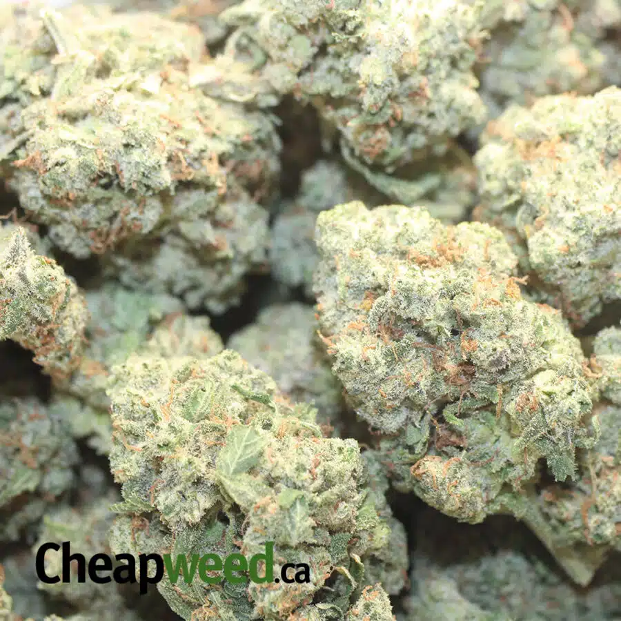 FRUIT CAKE DOD 3 I Fruit Cake - *Deal Of The Day*