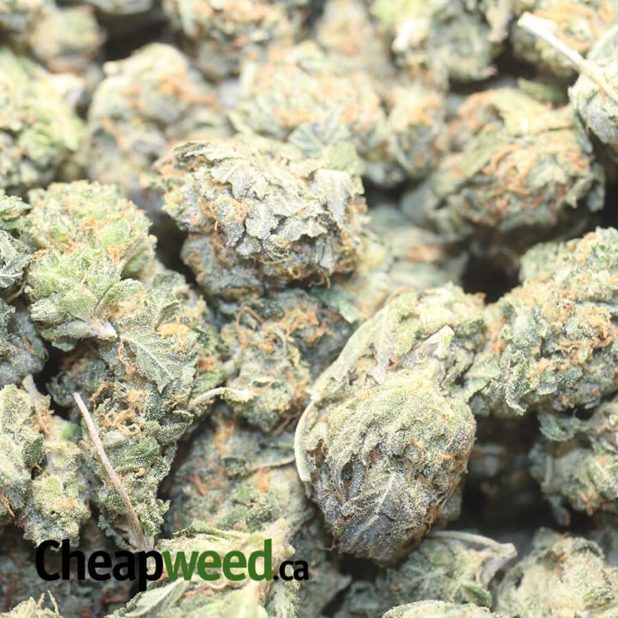 JEDI OG DOD 1 I Jedi OG - *Deal Of The Day*