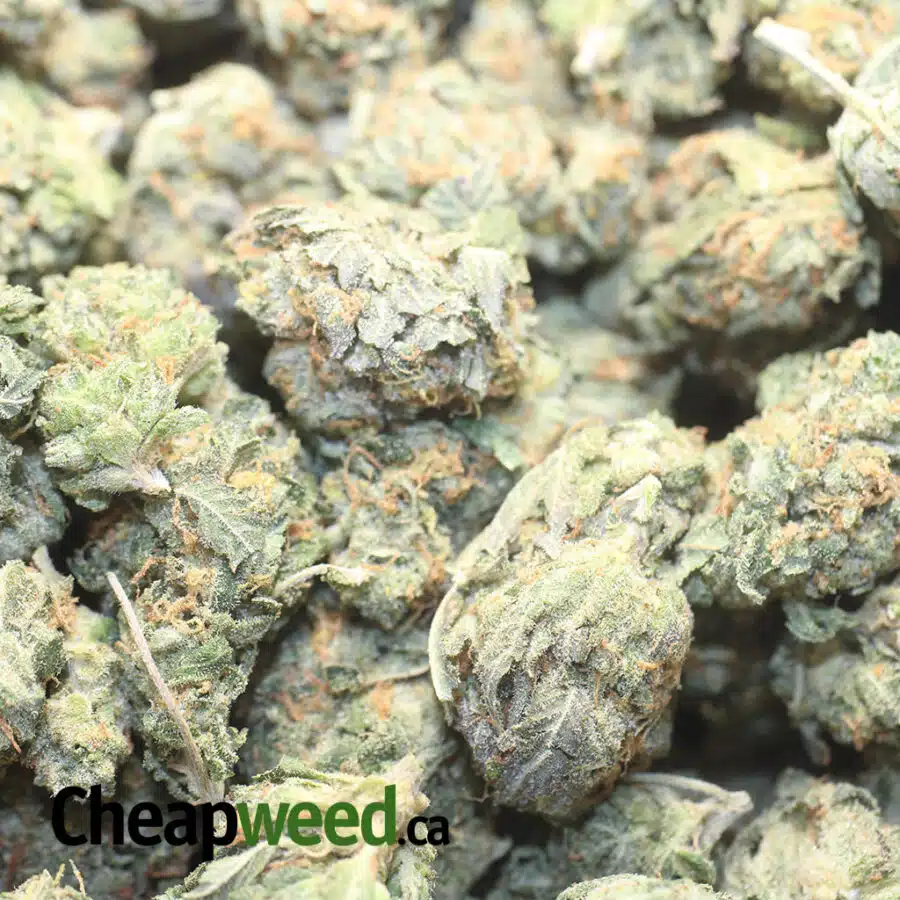 JEDI OG DOD 1 I Jedi OG - *Deal Of The Day*
