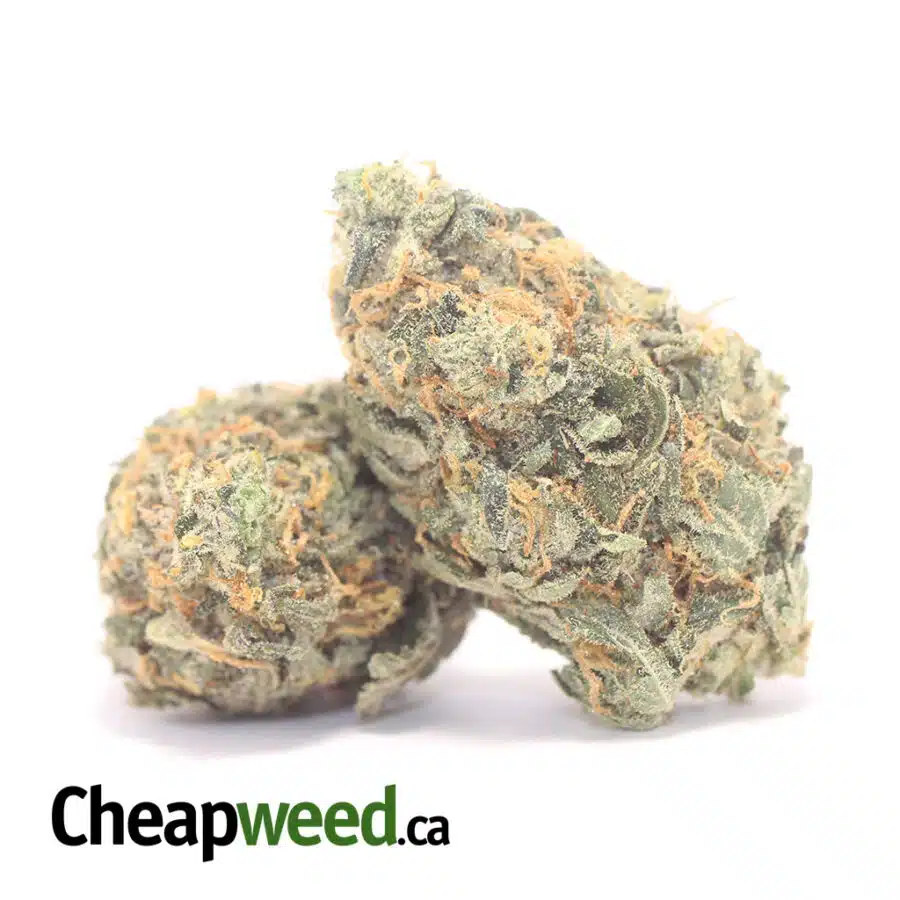 JEDI OG DOD 3 I Jedi OG - *Deal Of The Day*