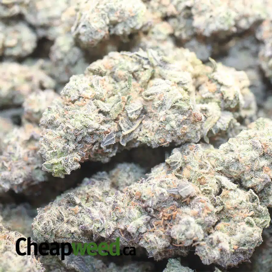 KUSH MINTZ DOD1 I Kush Mintz - *Deal Of The Day