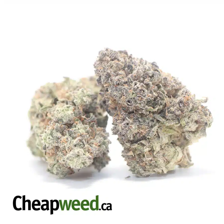 Alternative view of Kush Mintz - *Deal Of The Day