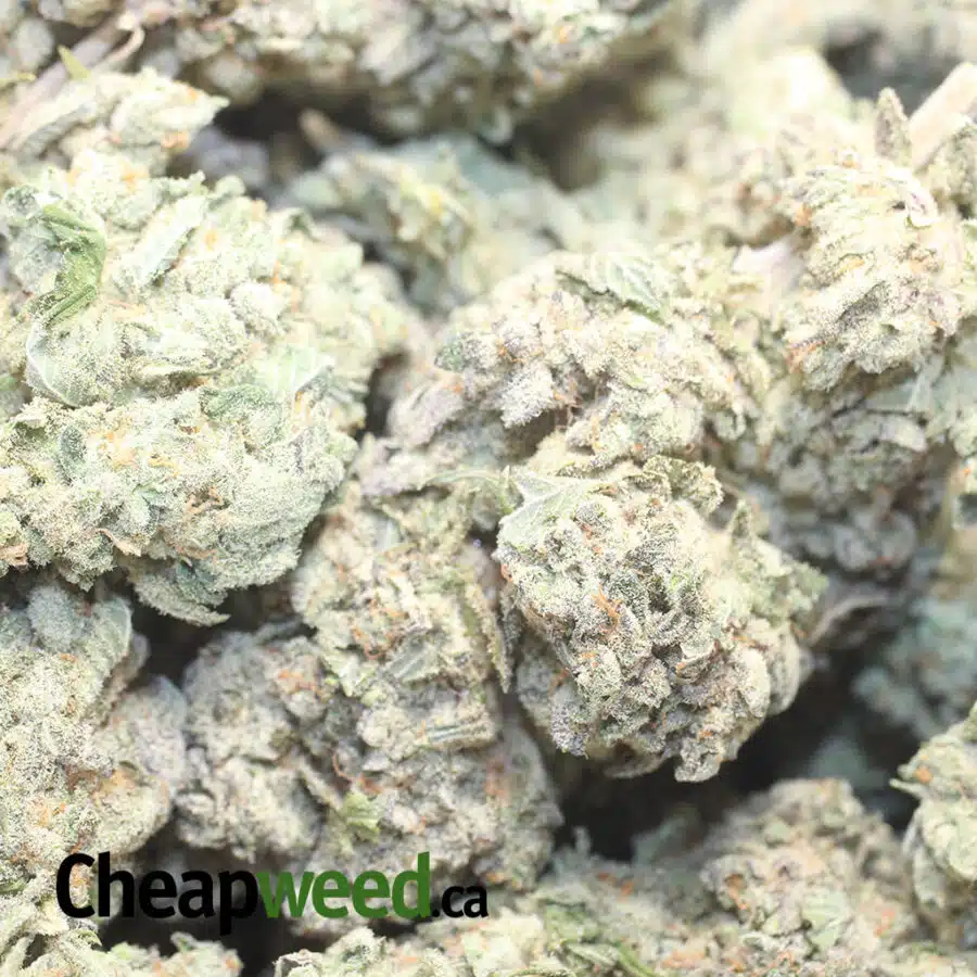 PINEAPPLE CRACK 1 I Pineapple Crack