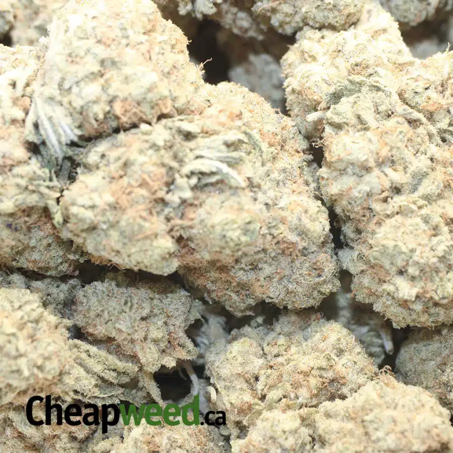 PLAT LEMON HAZE 1 I Platinum Lemon Haze