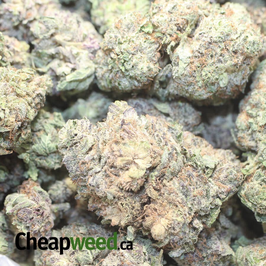 PURPLE DREAM DOD 1 I Purple Dream - *Deal Of The Day*