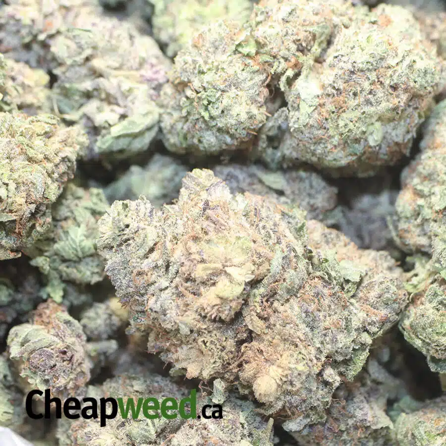 PURPLE DREAM DOD 1 I Purple Dream - *Deal Of The Day*
