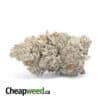 Purple Dream - *Deal Of The  Day*