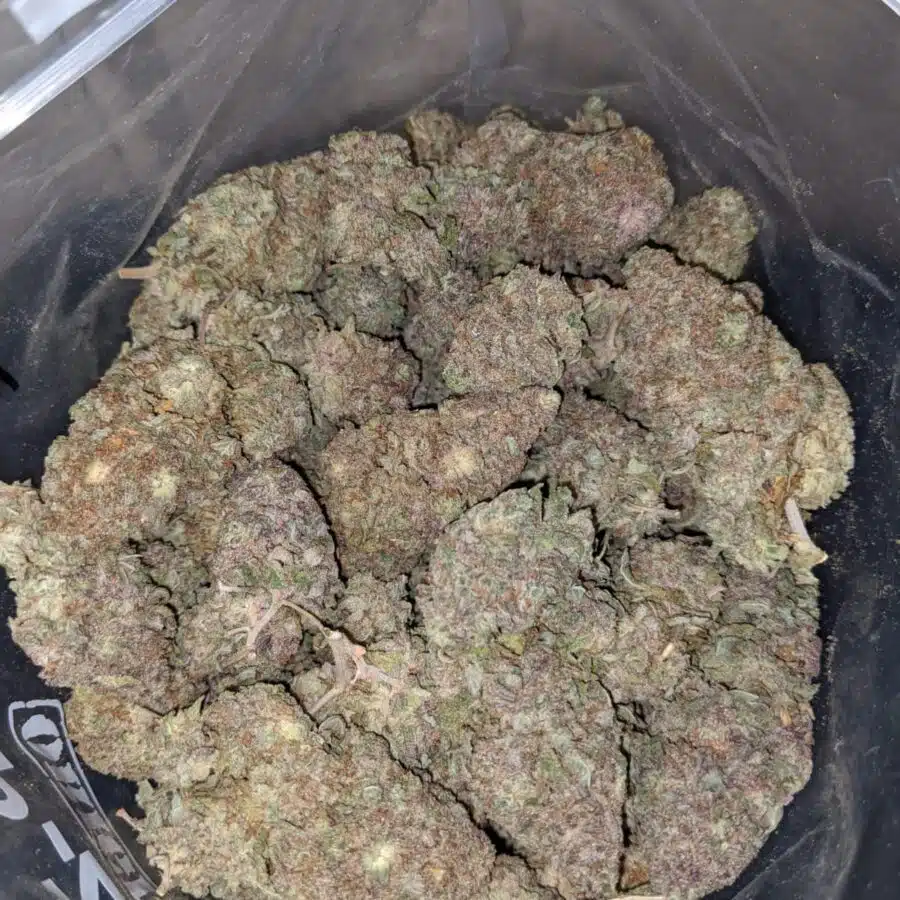 PURPLE POISON 3 I Purple Poison