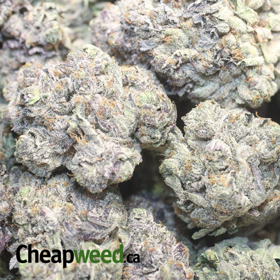 PURPLE RS AAAA 1 I Purple Rockstar AAAA+