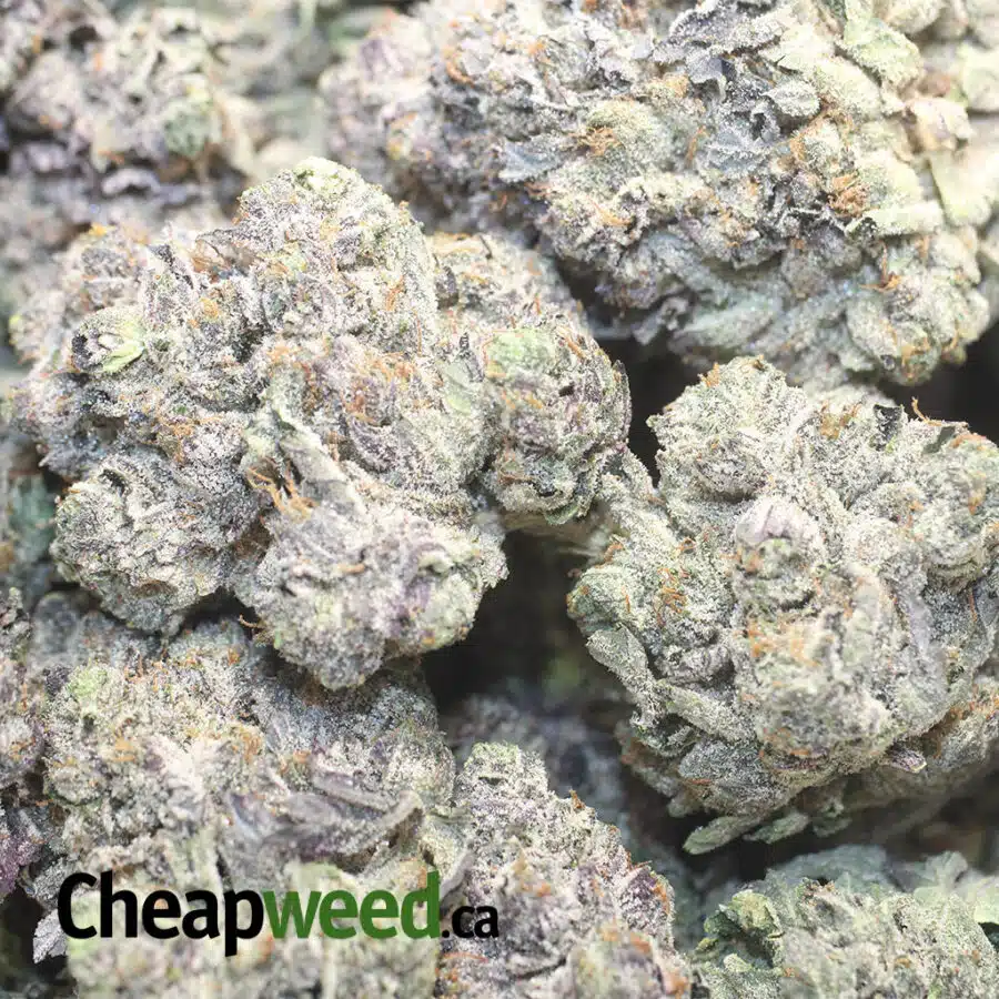 PURPLE RS AAAA 1 I Purple Rockstar AAAA+