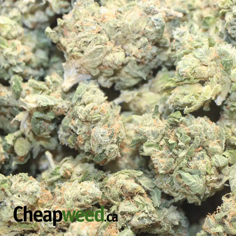 SOUR DIESEL DOD 1 I Sour Diesel - *Deal Of The Day*