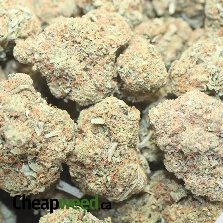 STICKY MONSTER DOD 1 I Sticky Monster - *Deal Of The Day*