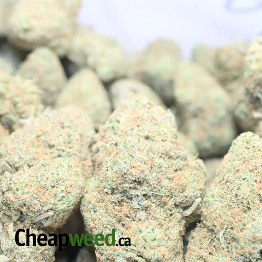 SUGAR COOKIES 1 1 I $65 Oz - Sugar Cookies AAA