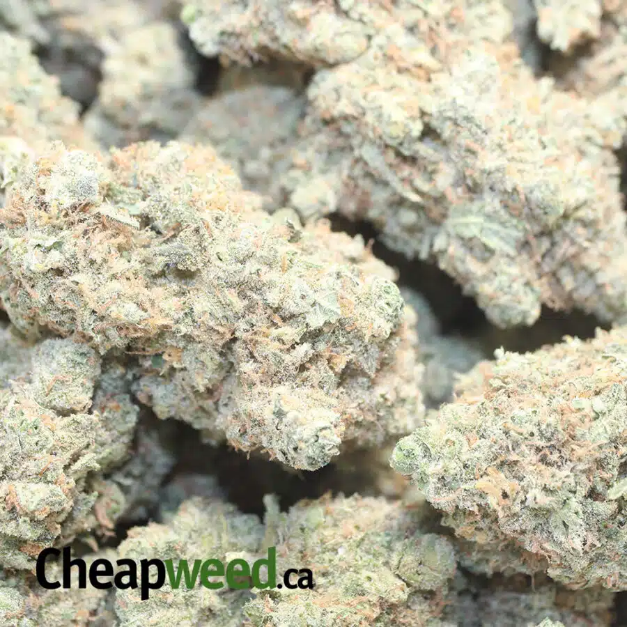 SUNSHINE SHERBERT 1 I Sunshine Sherbert