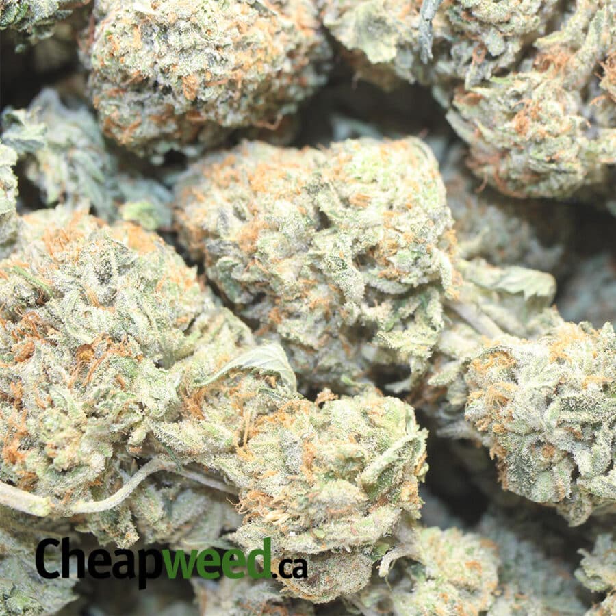 TONY CALI KUSH 1 I Tony's Cali Kush