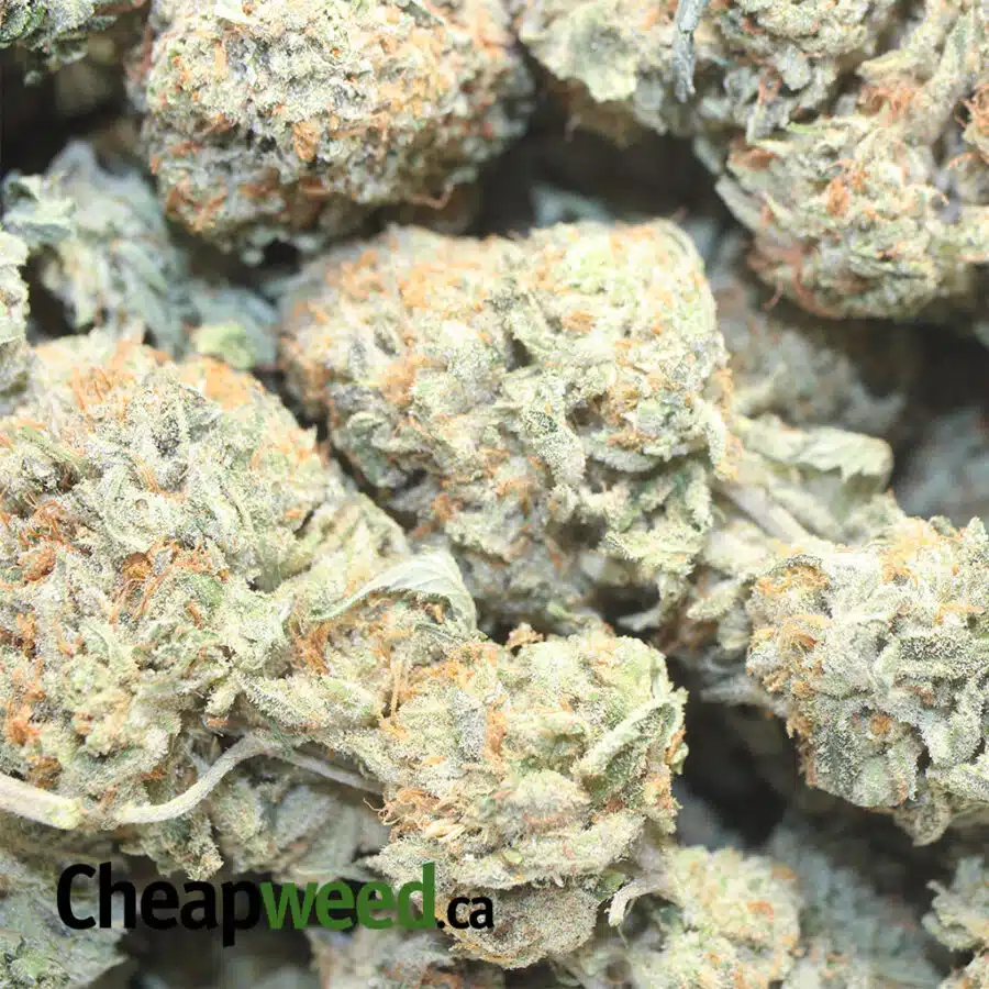TONY CALI KUSH 1 I Tony's Cali Kush
