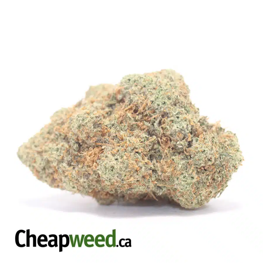 Tony's Greasy Pink - *Deal Of The Day*