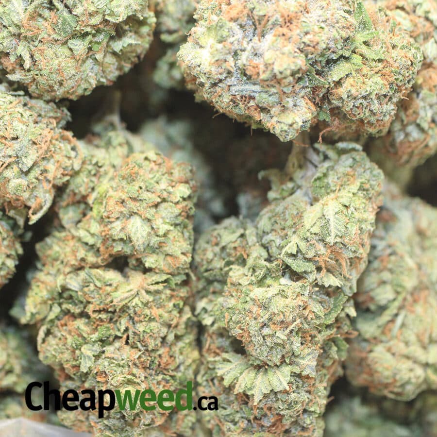 TONY WHITE KUSH 1 I Select White Kush