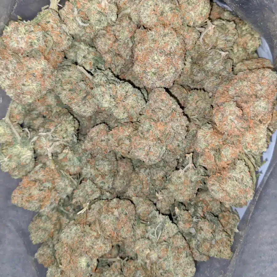VANILLA KUSH 1 I Vanilla Kush