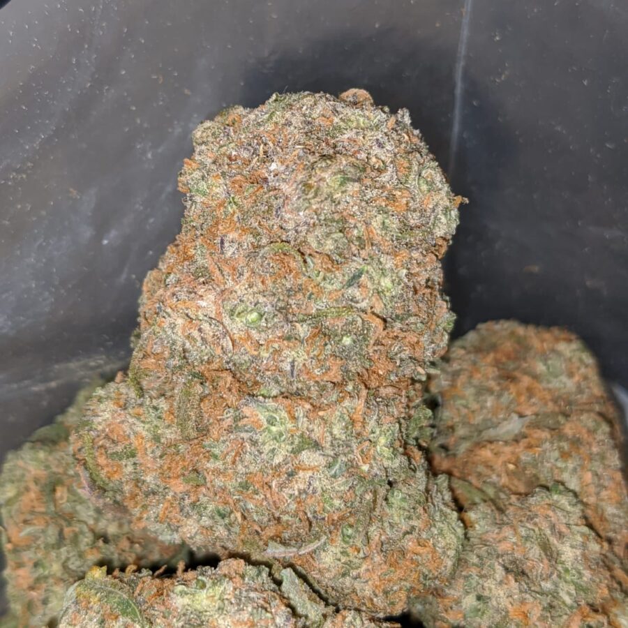 VANILLA KUSH 3 I Vanilla Kush