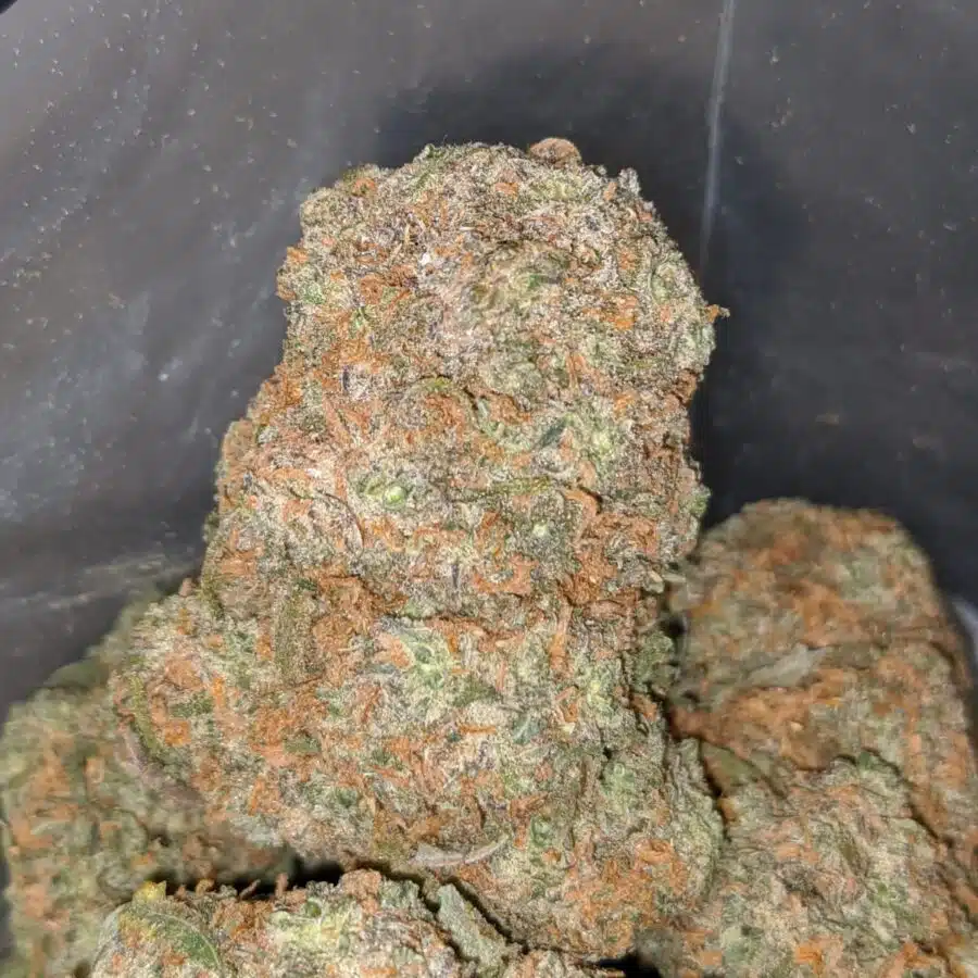 VANILLA KUSH 3 I Vanilla Kush