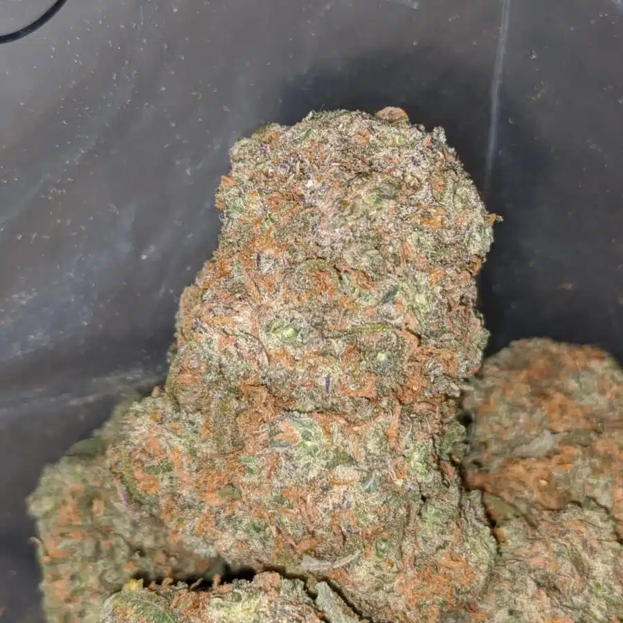 VANILLA KUSH 4 I Vanilla Kush