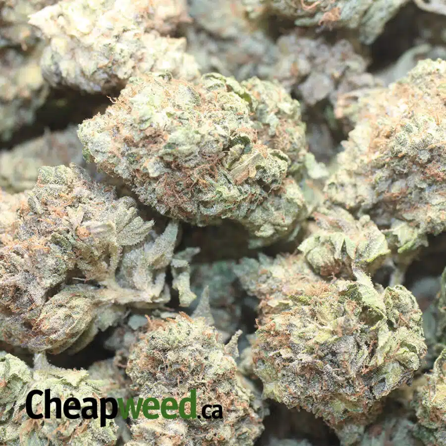WHITE COSMIC DOD 1 I White Cosmic - *Deal of the Day*