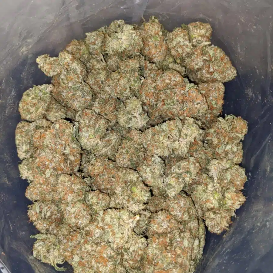Alternative view of Bubba Kush