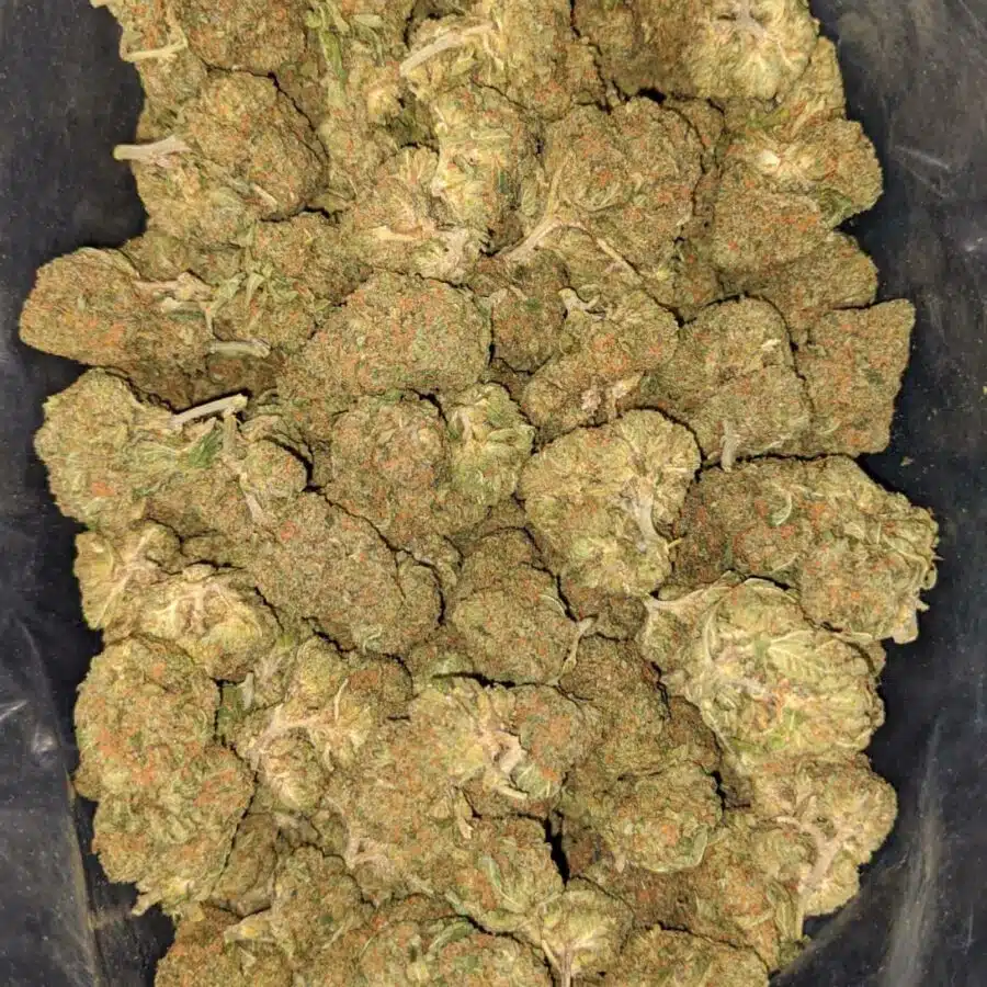 columbian gold deal of the day 1 I Columbian Gold - *Deal of the Day*