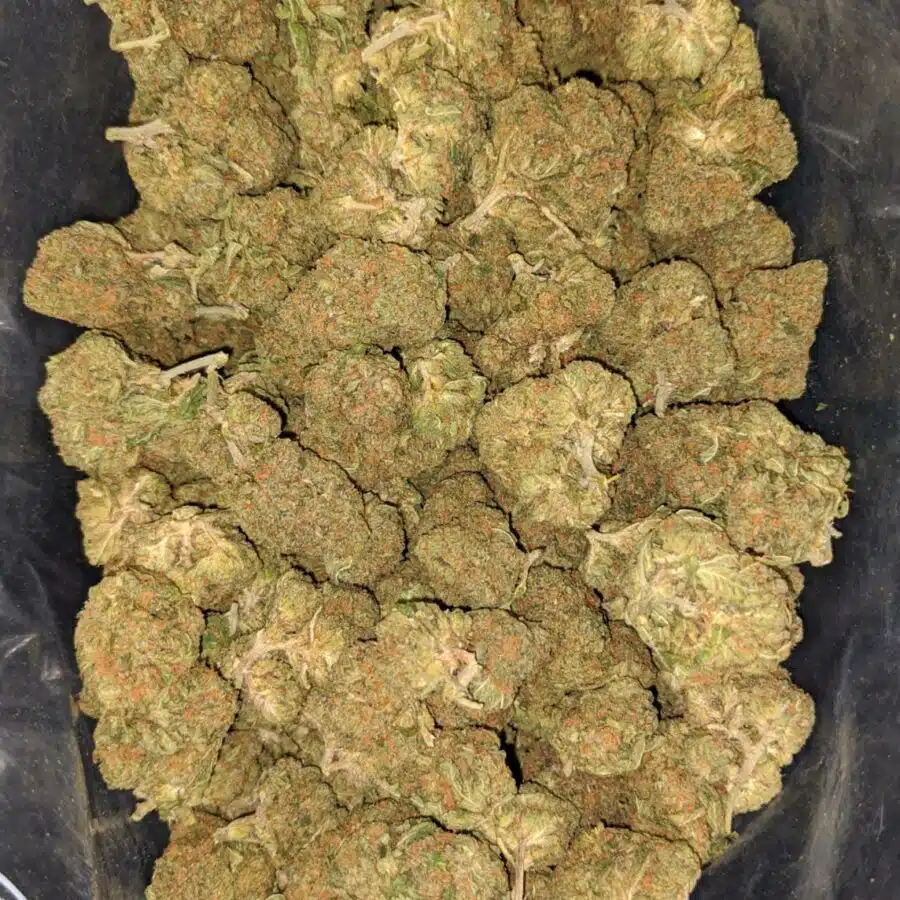 columbian gold deal of the day 2 I Columbian Gold - *Deal of the Day*