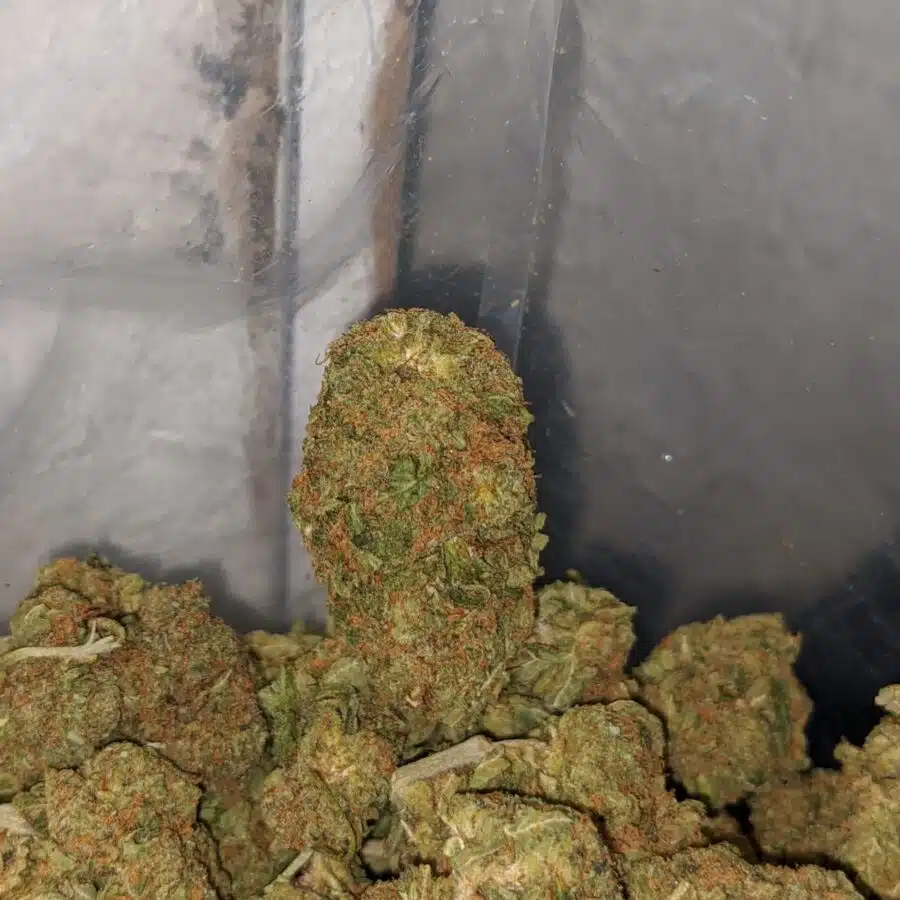 columbian gold deal of the day 3 I Columbian Gold - *Deal of the Day*