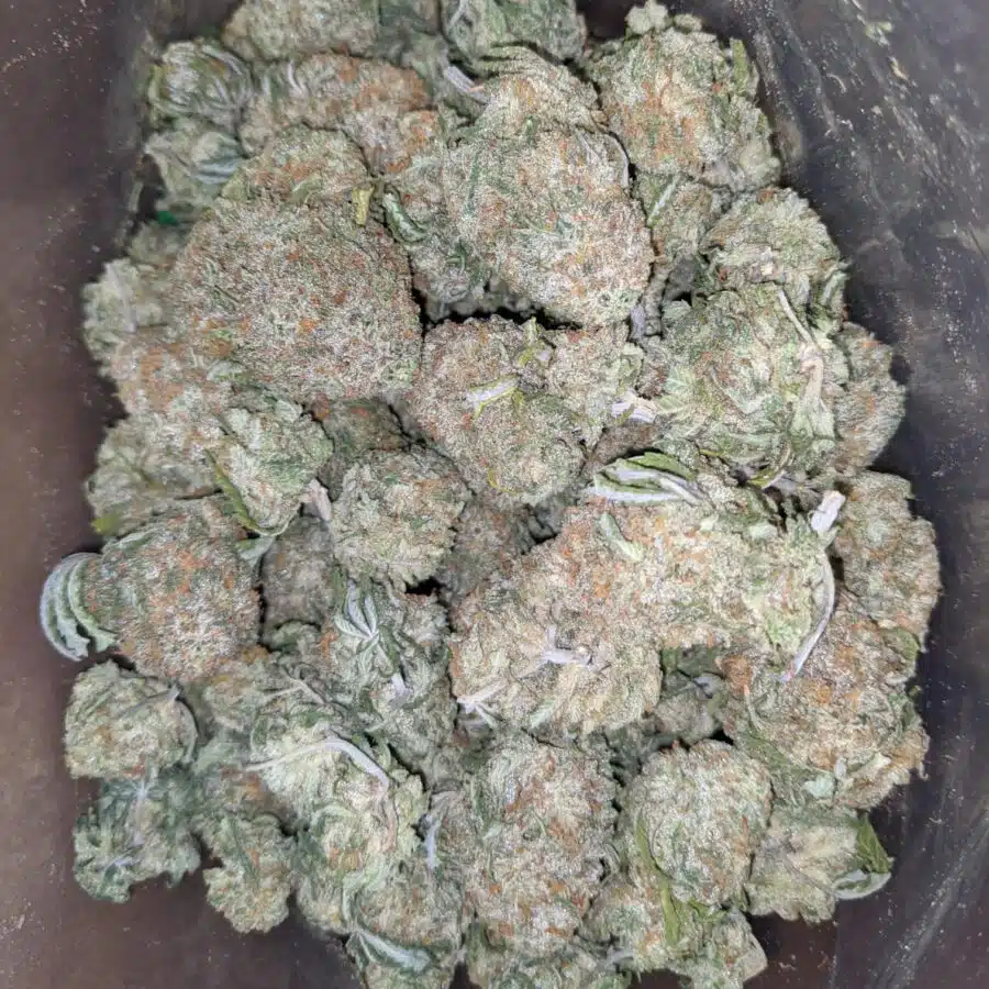 eatf 4 I Emma's Alaskan Thunderfuck