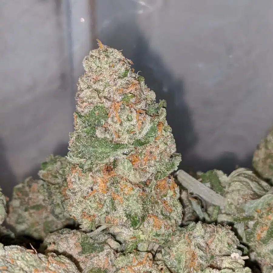 fruit loops dod 1 I Fruit Loops - *Deal Of The Day*