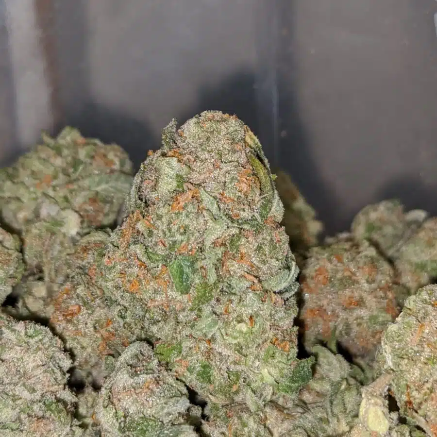 jungle cake 1 I $62 Oz - Grapefruit