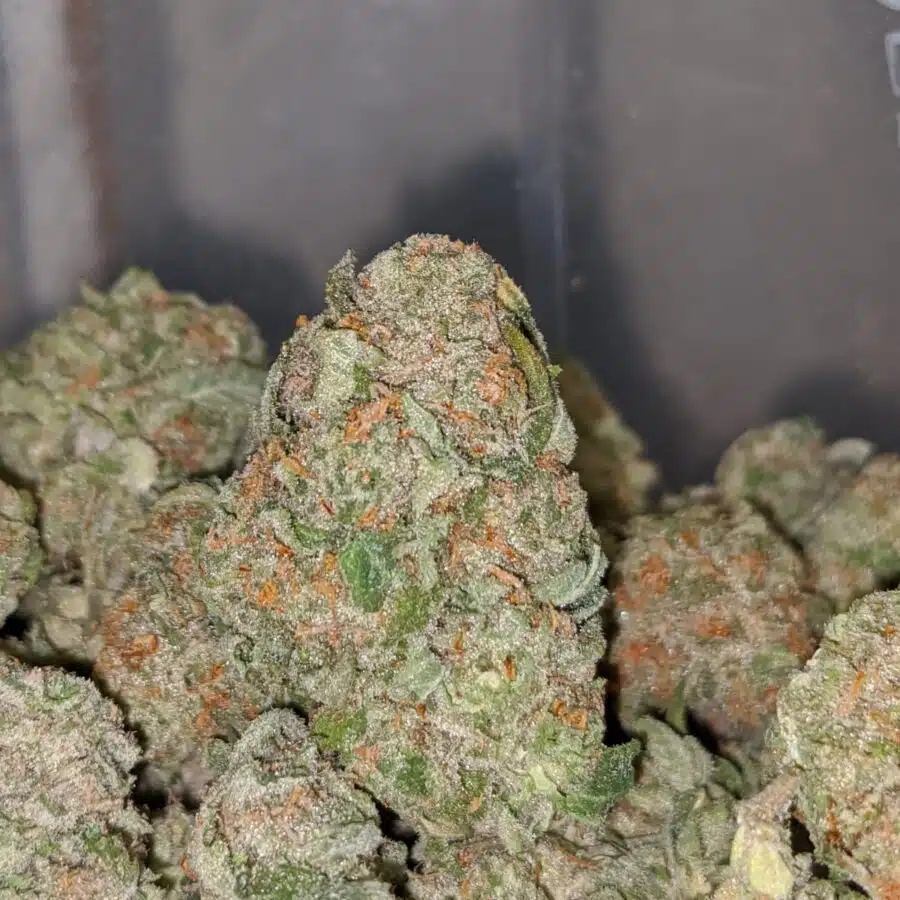 jungle cake 2 I $62 Oz - Grapefruit