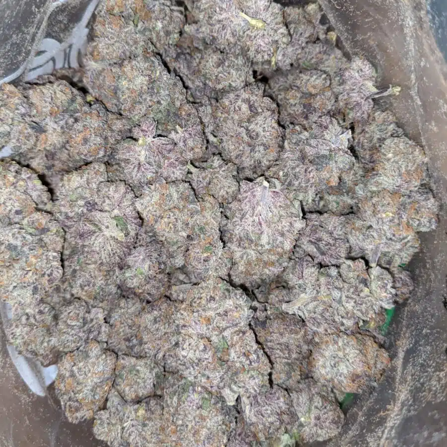 mendocino purple deal of the day 1 I Mendocino Purps - *Deal Of The Day*