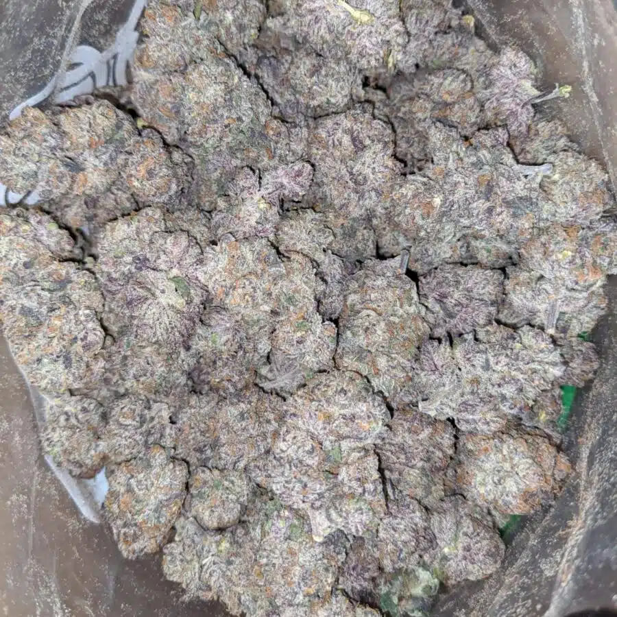 mendocino purple deal of the day 2 I Mendocino Purps - *Deal Of The Day*