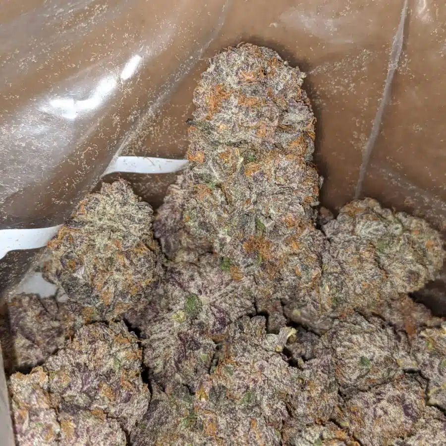 mendocino purple deal of the day 3 I Mendocino Purps - *Deal Of The Day*