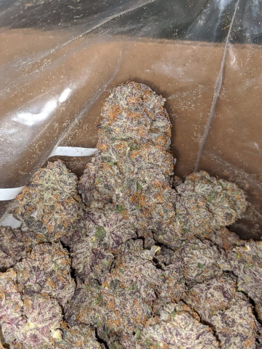 Mendocino Purps - *Deal Of The Day*