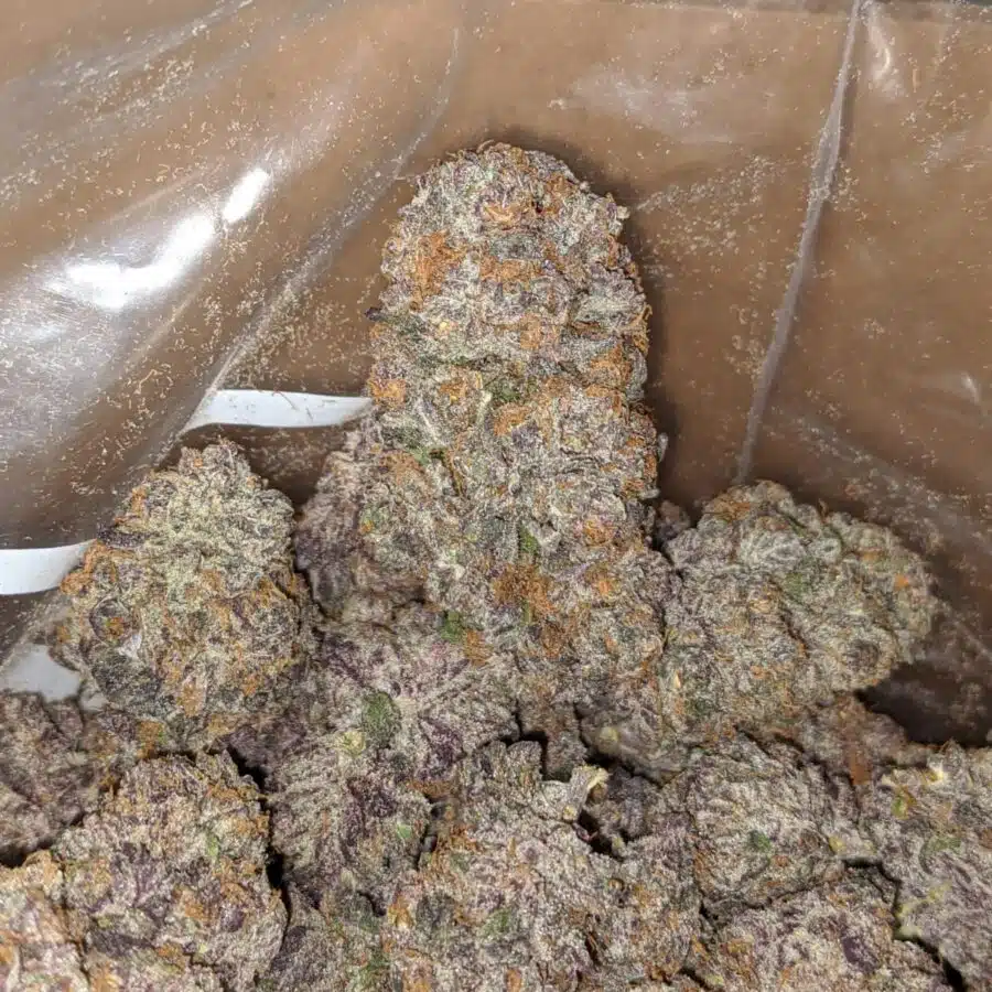 mendocino purple deal of the day 4 I Mendocino Purps - *Deal Of The Day*