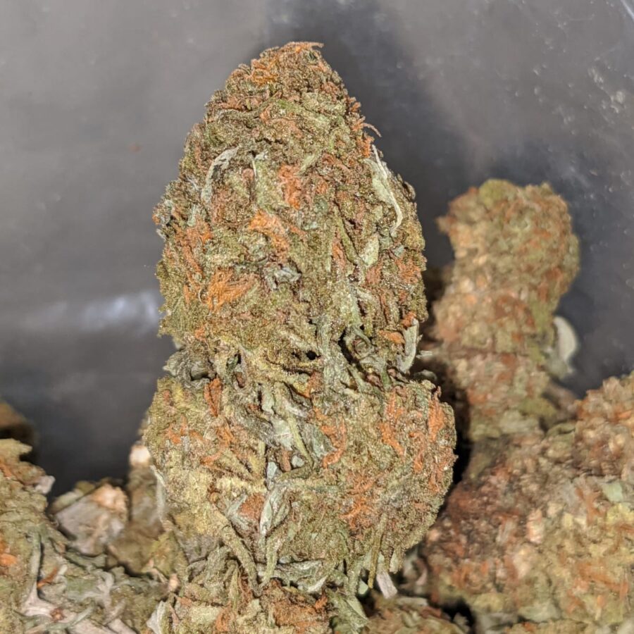 orange comatose deal of the day 1 I Orange Comatose #2